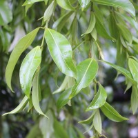 Calophyllum bracteatum Thwaites